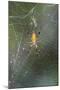 Orb Weaver - Arachnids-Gary Carter-Mounted Photographic Print