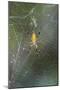 Orb Weaver - Arachnids-Gary Carter-Mounted Photographic Print