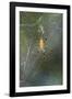 Orb Weaver - Arachnids-Gary Carter-Framed Photographic Print