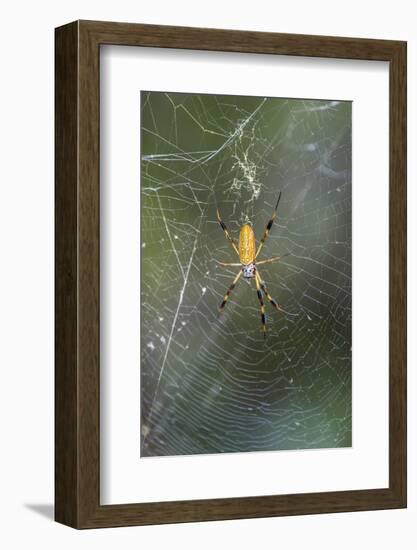 Orb Weaver - Arachnids-Gary Carter-Framed Photographic Print