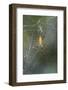 Orb Weaver - Arachnids-Gary Carter-Framed Photographic Print