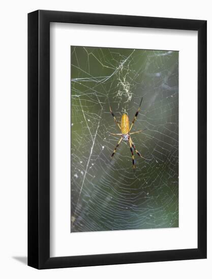 Orb Weaver - Arachnids-Gary Carter-Framed Photographic Print