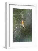 Orb Weaver - Arachnids-Gary Carter-Framed Photographic Print