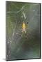 Orb Weaver - Arachnids-Gary Carter-Mounted Photographic Print