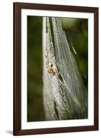 Orb Weaver - Arachnids-Gary Carter-Framed Photographic Print