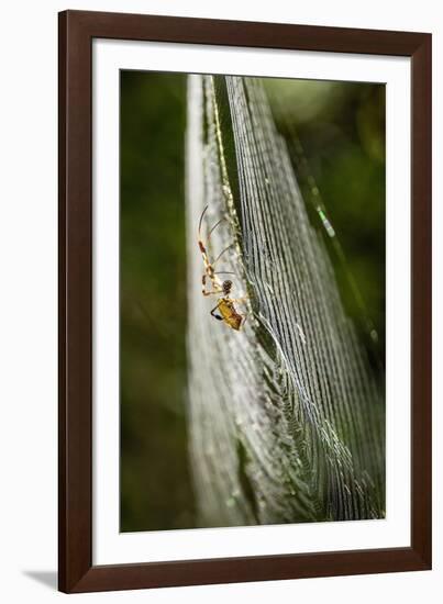 Orb Weaver - Arachnids-Gary Carter-Framed Photographic Print