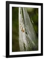 Orb Weaver - Arachnids-Gary Carter-Framed Photographic Print