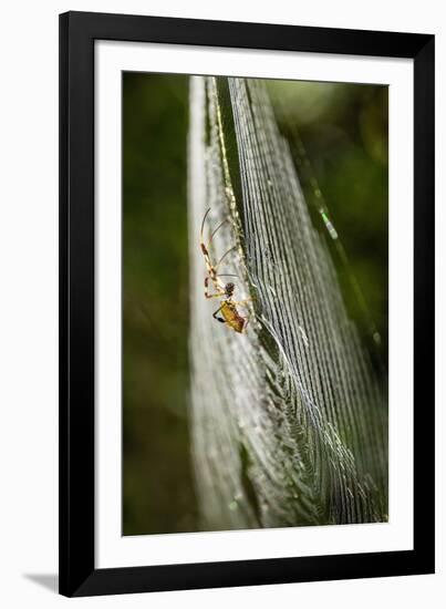 Orb Weaver - Arachnids-Gary Carter-Framed Photographic Print