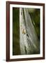 Orb Weaver - Arachnids-Gary Carter-Framed Photographic Print