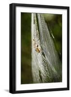 Orb Weaver - Arachnids-Gary Carter-Framed Photographic Print