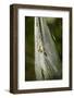 Orb Weaver - Arachnids-Gary Carter-Framed Photographic Print