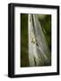 Orb Weaver - Arachnids-Gary Carter-Framed Photographic Print