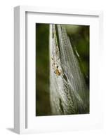 Orb Weaver - Arachnids-Gary Carter-Framed Photographic Print