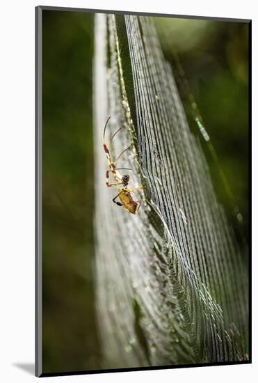 Orb Weaver - Arachnids-Gary Carter-Mounted Photographic Print