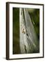 Orb Weaver - Arachnids-Gary Carter-Framed Photographic Print