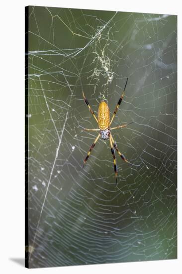 Orb Weaver - Arachnids-Gary Carter-Stretched Canvas