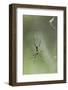 Orb Weaver Spider, Kruger National Park, South Africa-Paul Souders-Framed Photographic Print