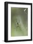 Orb Weaver Spider, Kruger National Park, South Africa-Paul Souders-Framed Photographic Print