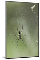 Orb Weaver Spider, Kruger National Park, South Africa-Paul Souders-Mounted Photographic Print