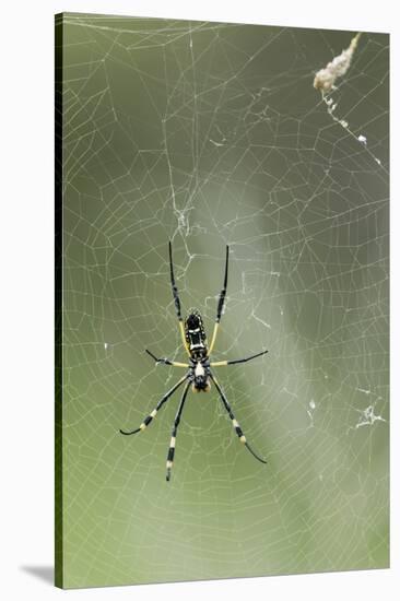 Orb Weaver Spider, Kruger National Park, South Africa-Paul Souders-Stretched Canvas