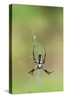 Orb Weavers - Black & Yellow Garden Spider-Gary Carter-Stretched Canvas