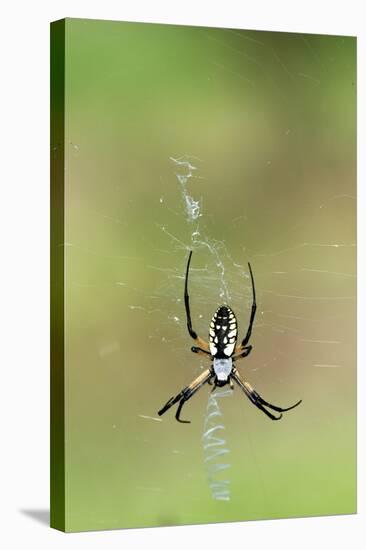 Orb Weavers - Black & Yellow Garden Spider-Gary Carter-Stretched Canvas