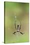 Orb Weavers - Black & Yellow Garden Spider-Gary Carter-Stretched Canvas