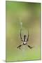 Orb Weavers - Black & Yellow Garden Spider-Gary Carter-Mounted Photographic Print