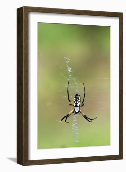 Orb Weavers - Black & Yellow Garden Spider-Gary Carter-Framed Photographic Print