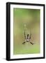 Orb Weavers - Black & Yellow Garden Spider-Gary Carter-Framed Photographic Print