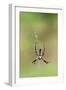 Orb Weavers - Black & Yellow Garden Spider-Gary Carter-Framed Photographic Print