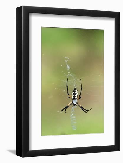 Orb Weavers - Black & Yellow Garden Spider-Gary Carter-Framed Photographic Print