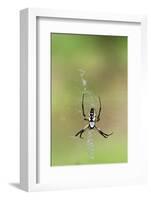 Orb Weavers - Black & Yellow Garden Spider-Gary Carter-Framed Photographic Print