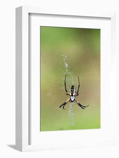 Orb Weavers - Black & Yellow Garden Spider-Gary Carter-Framed Photographic Print