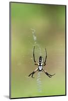 Orb Weavers - Black & Yellow Garden Spider-Gary Carter-Mounted Photographic Print