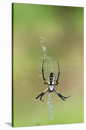 Orb Weavers - Black & Yellow Garden Spider-Gary Carter-Stretched Canvas