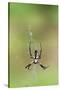 Orb Weavers - Black & Yellow Garden Spider-Gary Carter-Stretched Canvas