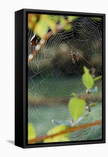 Orb Web Spiders - Garden Spider-Gary Carter-Framed Stretched Canvas