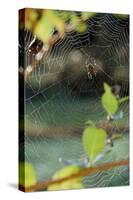 Orb Web Spiders - Garden Spider-Gary Carter-Stretched Canvas