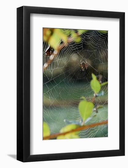 Orb Web Spiders - Garden Spider-Gary Carter-Framed Photographic Print