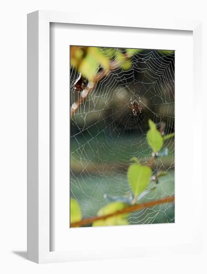 Orb Web Spiders - Garden Spider-Gary Carter-Framed Photographic Print