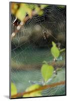 Orb Web Spiders - Garden Spider-Gary Carter-Mounted Photographic Print