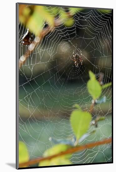 Orb Web Spiders - Garden Spider-Gary Carter-Mounted Photographic Print