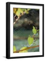 Orb Web Spiders - Garden Spider-Gary Carter-Framed Photographic Print