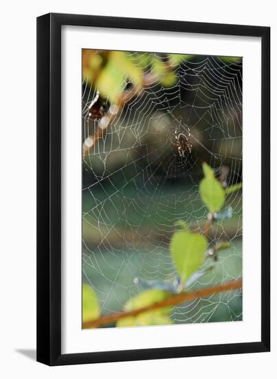 Orb Web Spiders - Garden Spider-Gary Carter-Framed Photographic Print