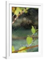 Orb Web Spiders - Garden Spider-Gary Carter-Framed Photographic Print