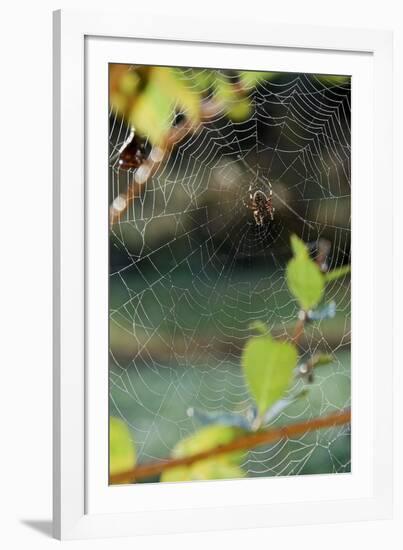 Orb Web Spiders - Garden Spider-Gary Carter-Framed Photographic Print