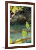 Orb Web Spiders - Garden Spider-Gary Carter-Framed Photographic Print