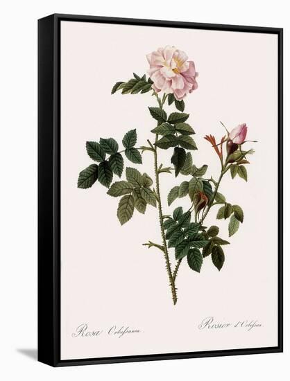 Orbessan Rose, Rosa Orbessanea-Pierre Joseph Redoute-Framed Stretched Canvas