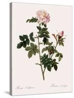 Orbessan Rose, Rosa Orbessanea-Pierre Joseph Redoute-Stretched Canvas